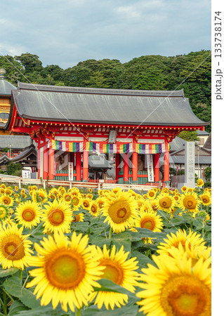満願寺を彩る夏のひまわり畑 133738174