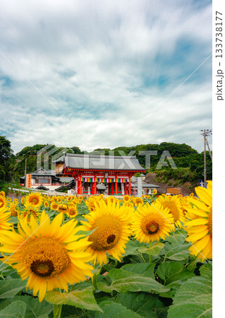 満願寺を彩る夏のひまわり畑 133738177