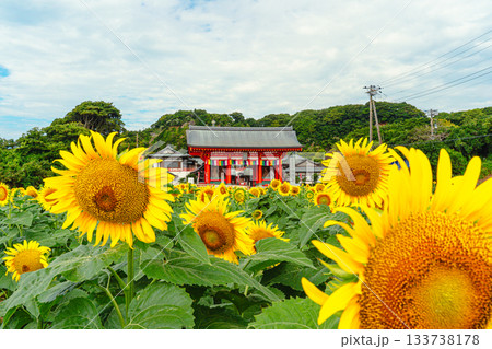 満願寺を彩る夏のひまわり畑 133738178