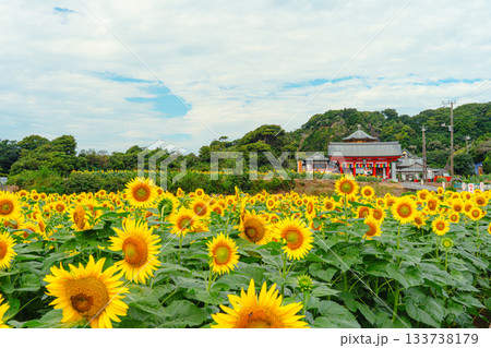 満願寺を彩る夏のひまわり畑 満願寺を彩る夏のひまわり畑 133738179