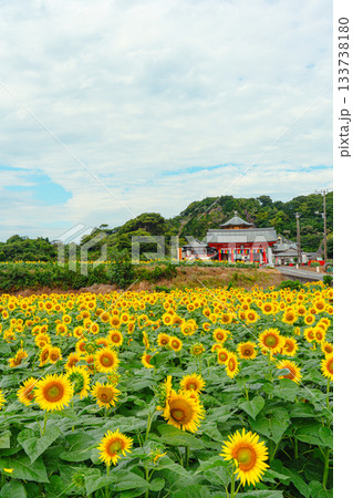 満願寺を彩る夏のひまわり畑 満願寺を彩る夏のひまわり畑 133738180