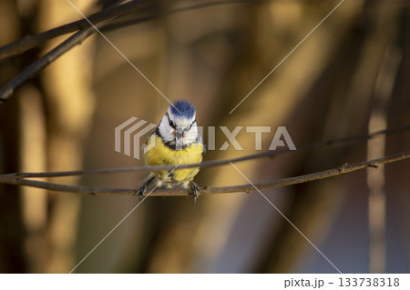 Eurasian Blue Tit perched on branch with colorful background. Cyanistes caeruleus looking for food on blurred bright spring colored background In garden 133738318