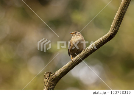 Eurasian wren (Troglodytes troglodytes), small tiny bird in the nature forest habitat. Little wren sitting on the branch, clear green background. Czech republic Eurasian wren (Troglodytes troglodytes), small tiny bird in the nature forest habitat. Little wren sitting on the branch, clear green background. Czech republic 133738319