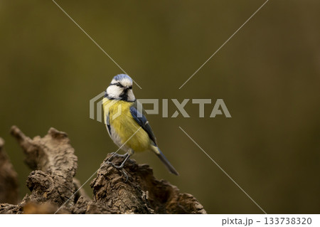 Eurasian Blue Tit perched on branch with colorful background. Cyanistes caeruleus looking for food on blurred bright spring colored background In garden 133738320