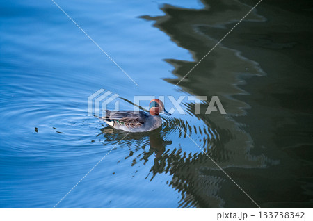 信濃川・やすらぎ堤の小鴨(こがも) 133738342