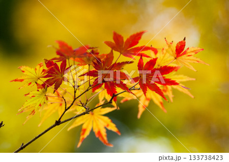 紅葉 紅葉 133738423