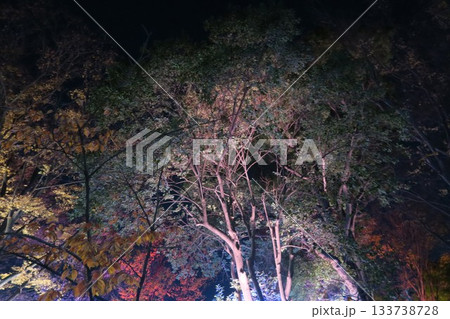 元淵江公園でライトアップされた紅葉 133738728