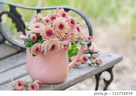 ベンチにピンクの菊 133738834
