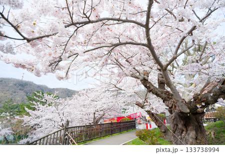 函館公園の桜 函館公園の桜 133738994