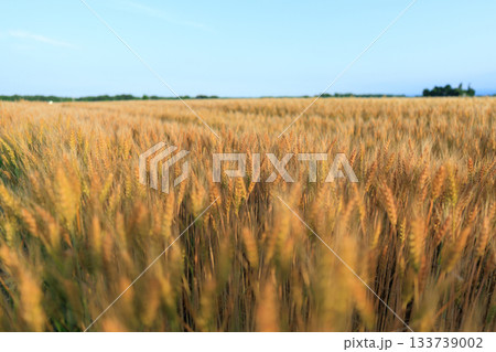 麦畑 133739002