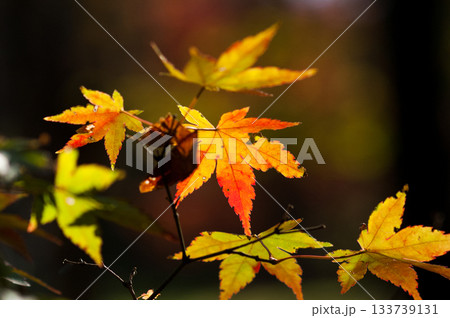 紅葉 紅葉 133739131