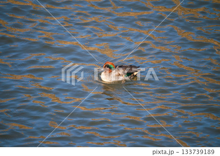 信濃川・やすらぎ堤の小鴨(こがも) 133739189