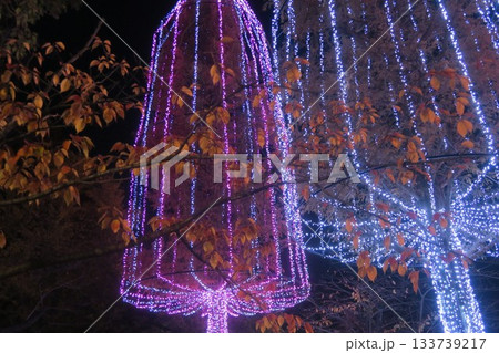 青いイルミネーションは光の祭典2025 133739217