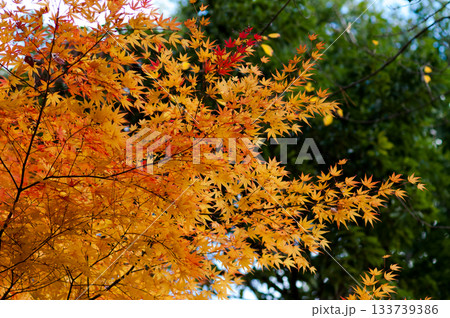 紅葉 133739386