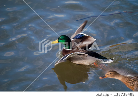 信濃川・やすらぎ堤の真鴨(まがも) 133739499