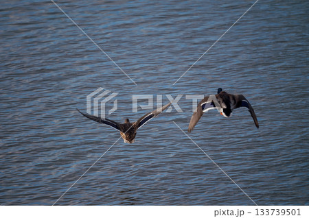 信濃川・やすらぎ堤の真鴨(まがも) 133739501
