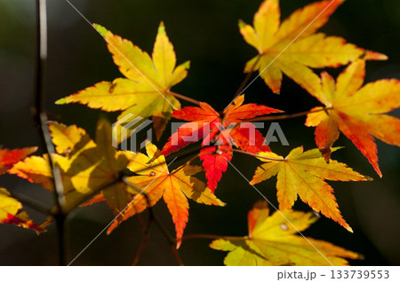 紅葉 紅葉 133739553