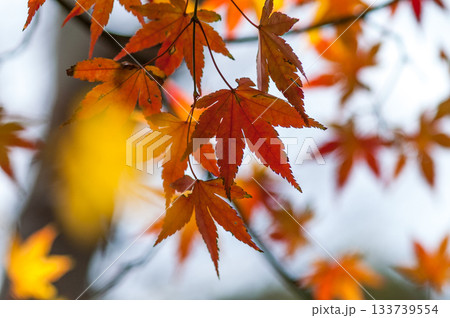 紅葉 133739554