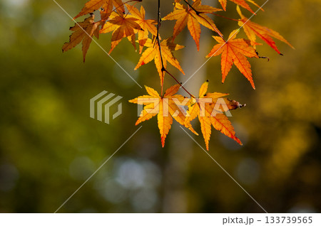 紅葉 紅葉 133739565