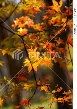 紅葉 133739580