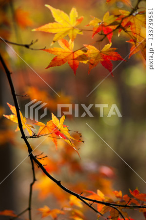 紅葉 133739581