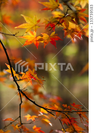 紅葉 133739583