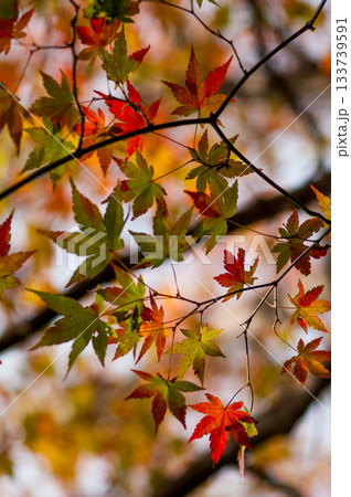 紅葉 133739591