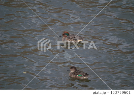信濃川・やすらぎ堤の小鴨(こがも) 133739601