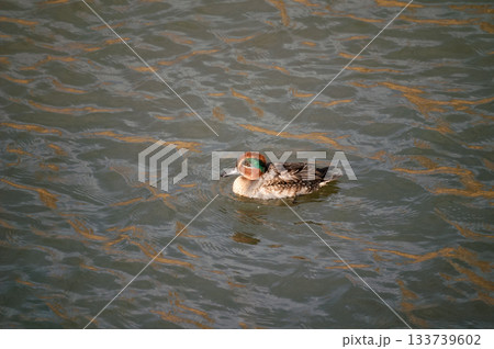 信濃川・やすらぎ堤の小鴨(こがも) 133739602