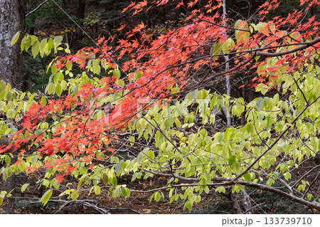 紅葉した木 133739710