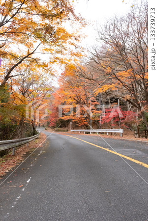 秋の紅葉した道 133739713