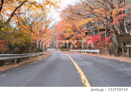 秋の紅葉した道 133739714