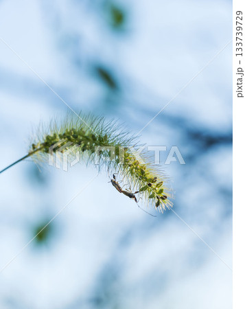 夏の山　エノコログサの穂にカメムシのペア01 133739729