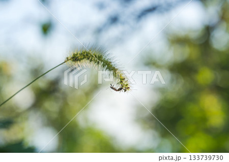 夏の山　エノコログサの穂にカメムシのペア02 133739730