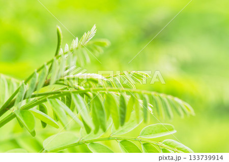 夏の山　緑色のニセアカシアの葉18 133739914