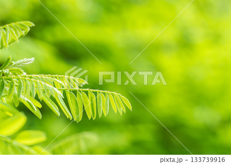 夏の山 緑色のニセアカシアの葉20 夏の山 緑色のニセアカシアの葉20 133739916