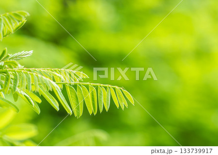 夏の山　緑色のニセアカシアの葉21 133739917