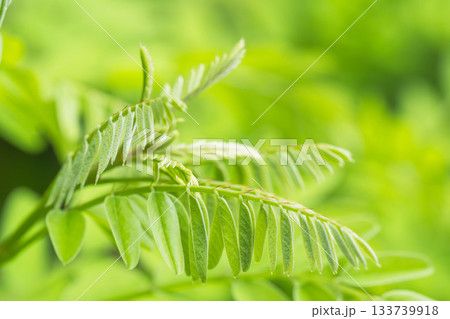 夏の山　緑色のニセアカシアの葉22 133739918
