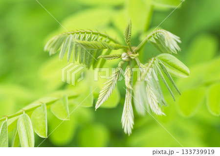 夏の山　緑色のニセアカシアの葉23 133739919