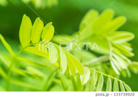 夏の山　緑色のニセアカシアの葉24 133739920