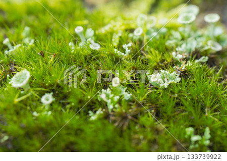 夏の森　日陰の苔が成長する01 133739922