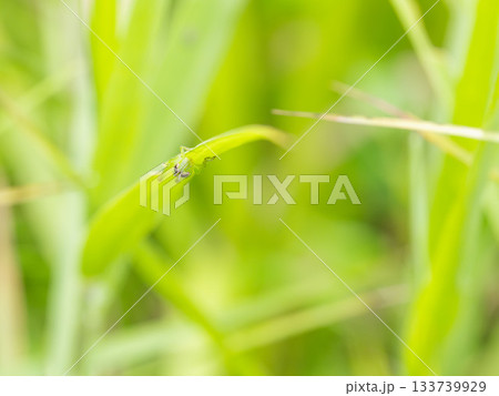 夏の川　草にしがみ付く小さなイナゴ02 133739929