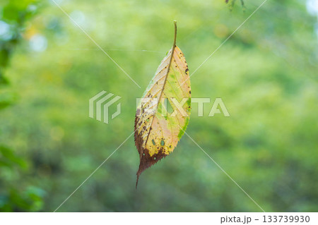 夏の朝　 蜘蛛の糸で宙に浮いている落ち葉19 133739930