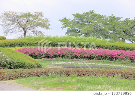 夏の公園　一才百日紅の花 133739956