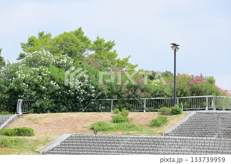 夏の公園　夾竹桃の花 133739959
