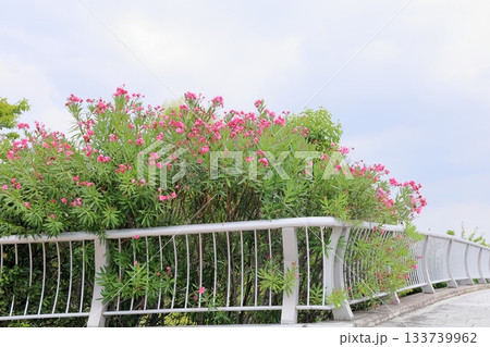 夏の公園　夾竹桃の花 133739962