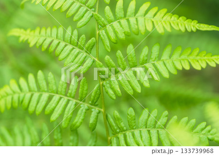 夏の山　緑色のシダの葉が伸びる03 133739968