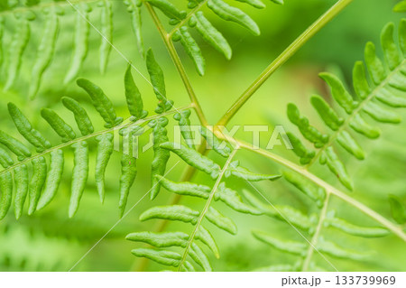 夏の山　緑色のシダの葉が伸びる04 133739969