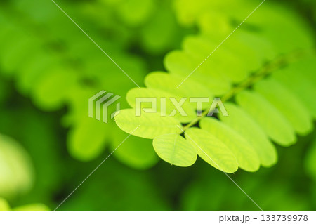 夏の山　緑色のニセアカシアの葉03 133739978