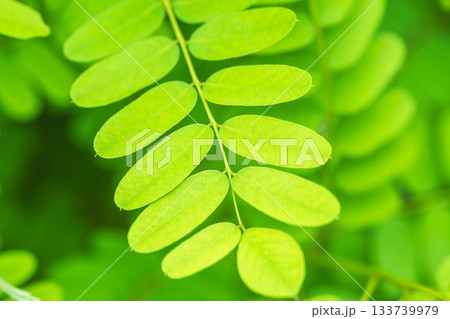 夏の山　緑色のニセアカシアの葉04 133739979